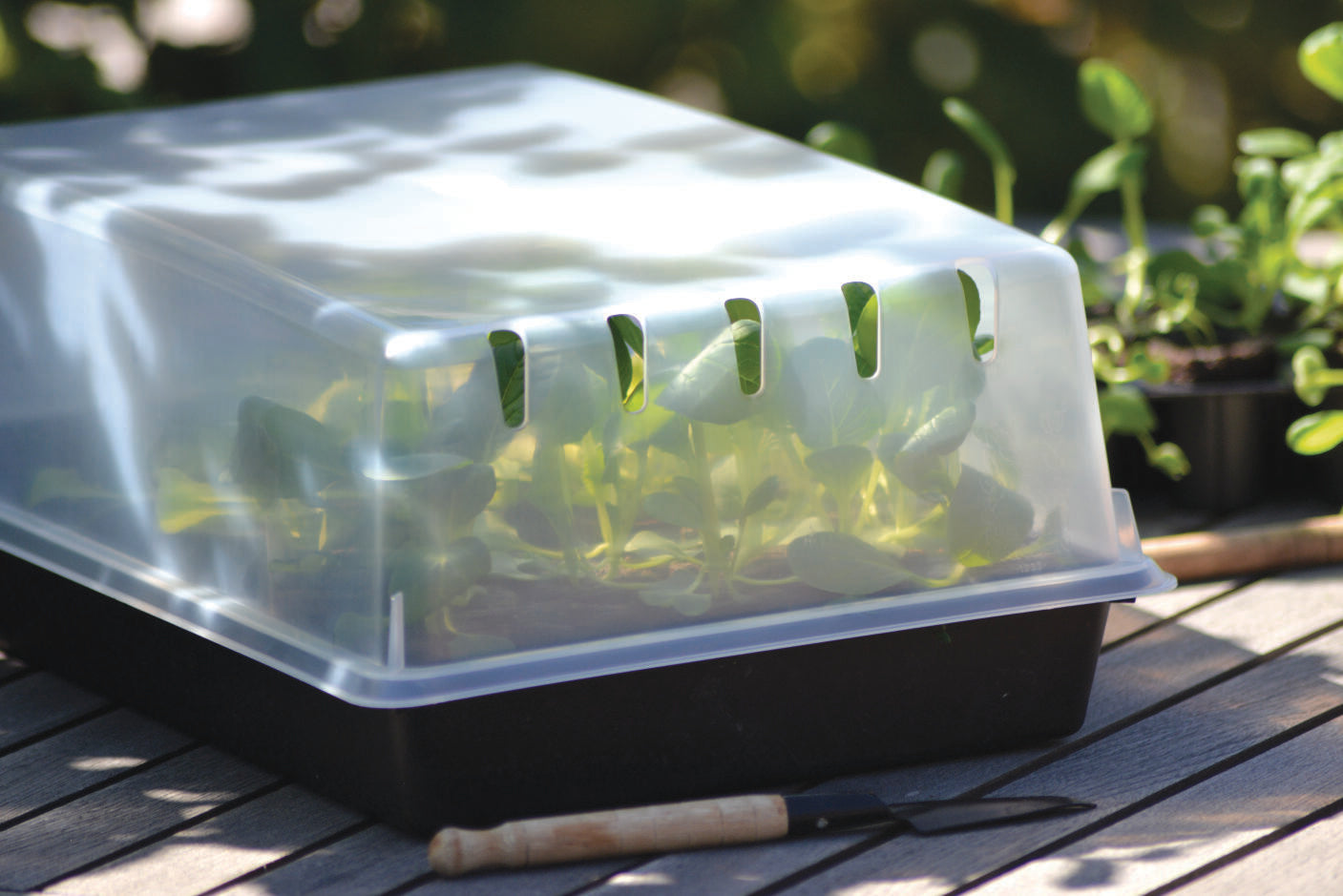 Lock odlingstråg Solid 24x38cm